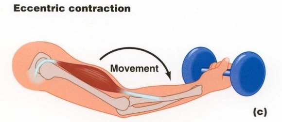 신장성 수축 (Eccentric contraction)